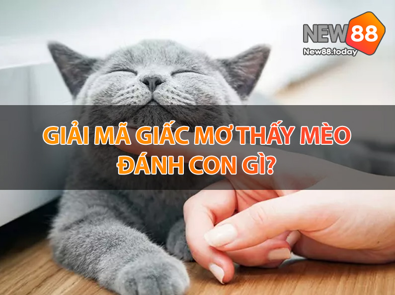 Nằm mơ thấy mèo trắng - mơ thấy mèo đánh con gì
